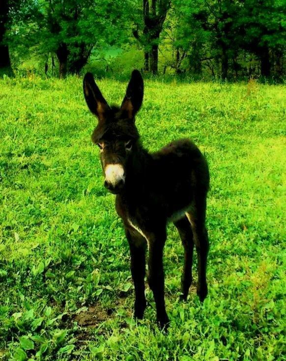 Casa Rural Aldekoa Ziga Buitenkant foto